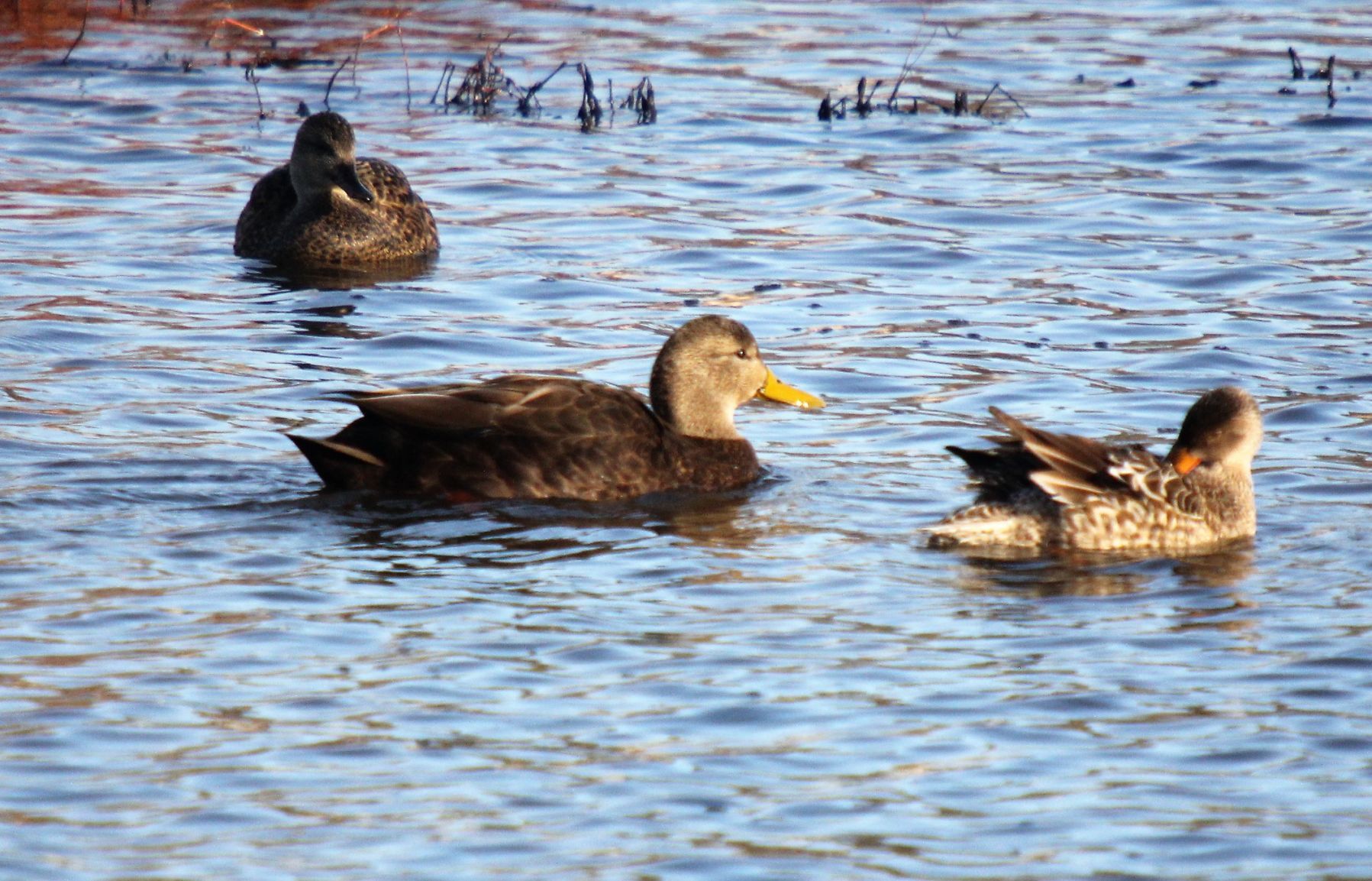 black duck.JPG